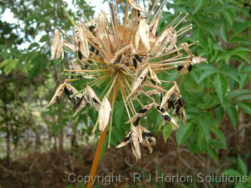 Agapanthus seedhead 